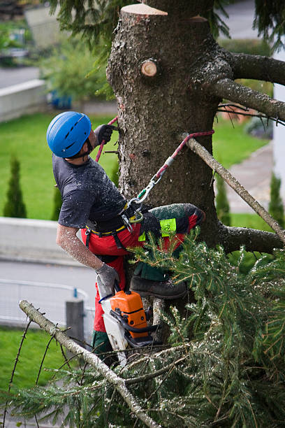 Why Choose Our Tree Removal Services in Ocilla, GA?